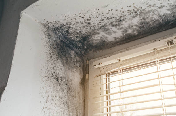Mold Removal service in Warrenton